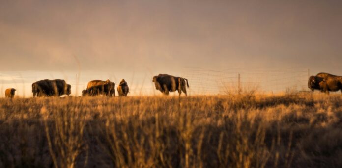 treaty-4-brings-up-hard-questions-like-how-did-‘crown-land’-come-to-be?