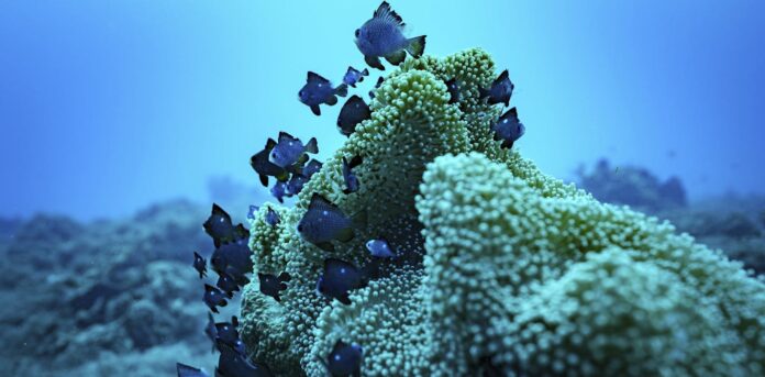 what-does-china’s-host-bid-mean-for-the-high-seas-treaty?