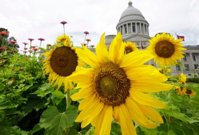 ap-decision-notes:-what-to-expect-in-arkansas’-primary-runoff-elections