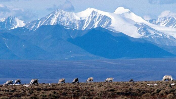 trump-schedules-controversial-drilling-auction-in-alaska-wildlife-refuge