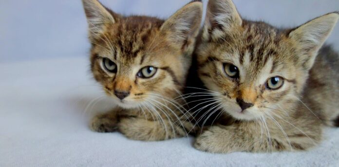 legal-categories-for-animals-still-divide-—-and-limit-—-animal-rights