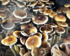 strange-trip:-why-trump-is-backing-psychedelics-–-podcast