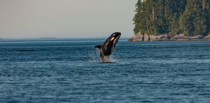 canada’s-‘major-projects’-should-not-come-at-the-cost-of-the-environment