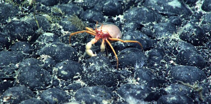 mining-companies-may-soon-bypass-un-rules-and-mine-the-deep-sea