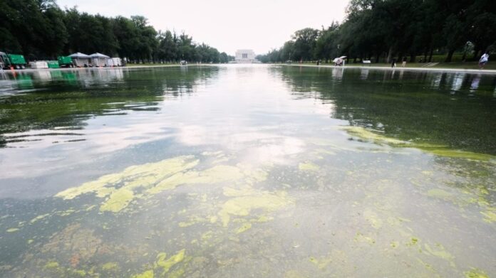 green-algae-return-to-reflecting-pool-days-into-trump’s-renovation
